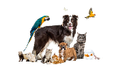 Animales en inglés